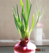洋葱发芽了可以吃吗