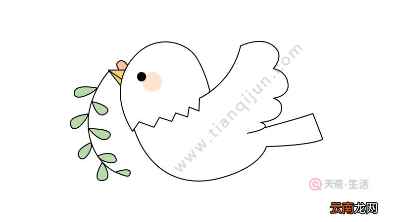 和平鸽简笔画教程