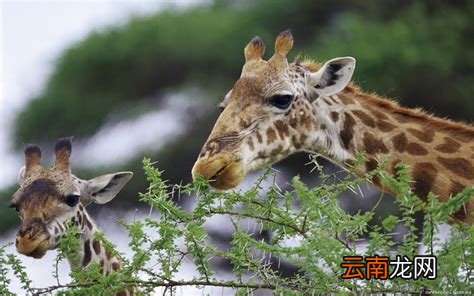 长颈鹿喜欢吃什么食物