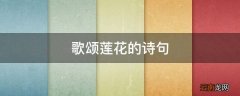 歌颂莲花的诗句
