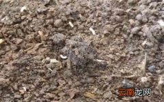 怎么杀死土壤里的虫子