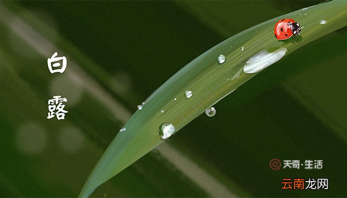 白露是二十四节气中的第几个节气 白露是在哪个季节