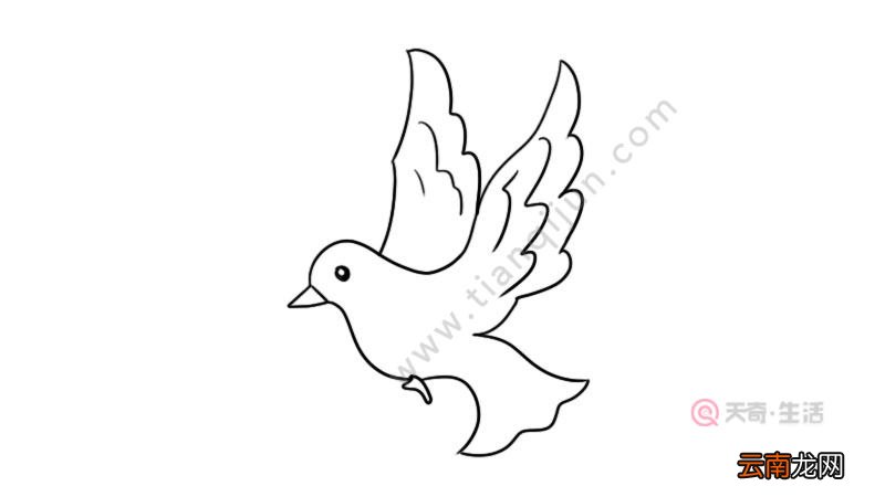 白鸽简笔画三步完成