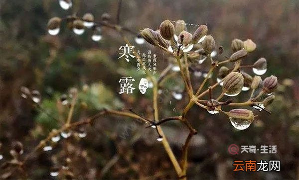 寒露是什么季节 寒露属于什么季节