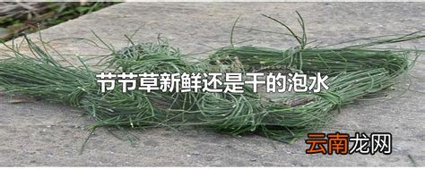 节节草新鲜还是干的泡水