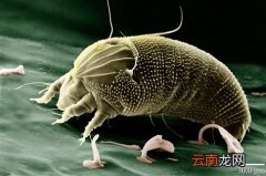 怎样去除床上螨虫效果最佳