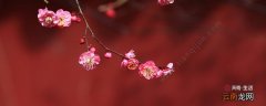 最是花影难扫主旨 最是花影难扫的主旨是什么