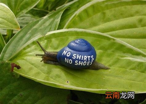 蜗牛最后变成空壳它哪去了