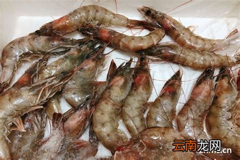 活虾放冰箱冷藏会死吗