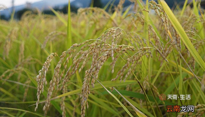 寒露对农作物的影响 寒露给农作物带来什么影响