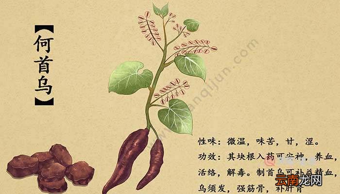 何首乌的功效与作用 何首乌的功效