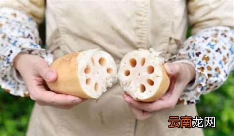 藕能生吃不