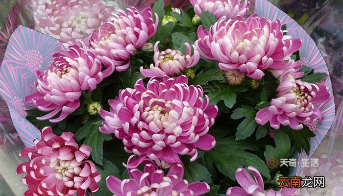 霜降有什么花会开 霜降时开的花卉