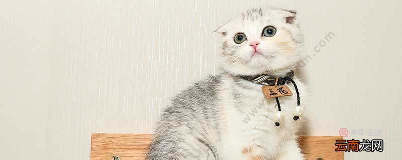 折耳猫为什么不能养 为什么不能养折耳猫
