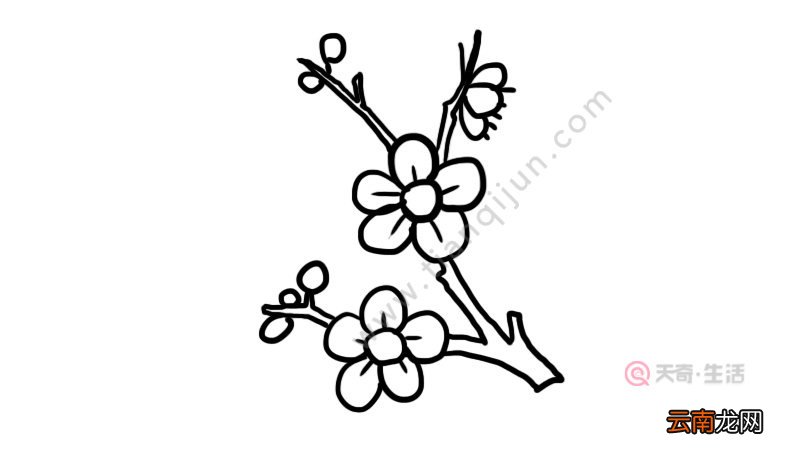 梅花树枝简笔画