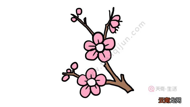 梅花树枝简笔画