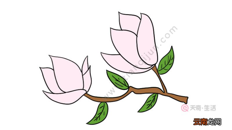 玉兰花简笔画图片 玉兰花简笔画图片画法