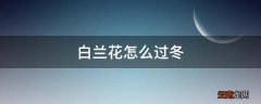 白兰花怎么过冬