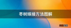 枣树嫁接方法图解