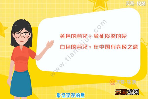 菊花代表什么象征意义 菊花象征什么
