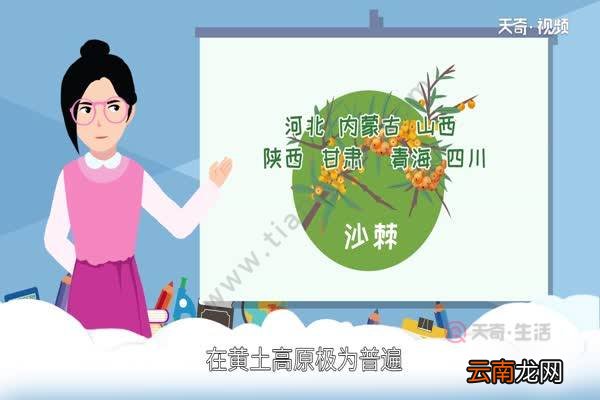 沙棘是什么 什么是沙棘