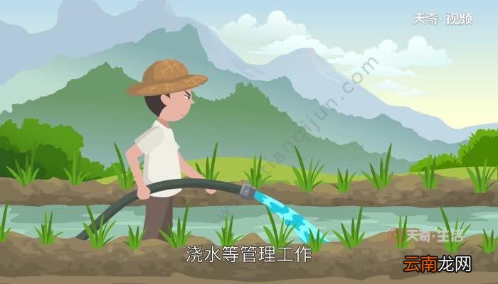谷雨要做什么 谷雨节气做什么事情