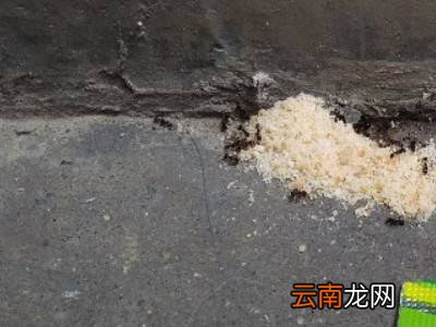 咬人的蚂蚁怎么消灭