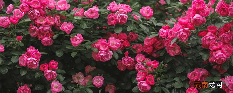 月季花的特点 月季花的特点是