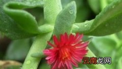牡丹吊兰的养殖方法和注意事项