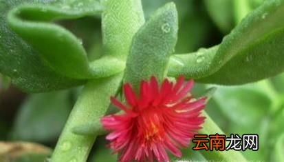 牡丹吊兰的养殖方法和注意事项