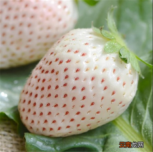 菠萝莓什么时候种 菠萝莓种植的方法