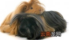 纯黑天竺鼠的寿命有多长啊 纯黑天竺鼠的寿命有多长