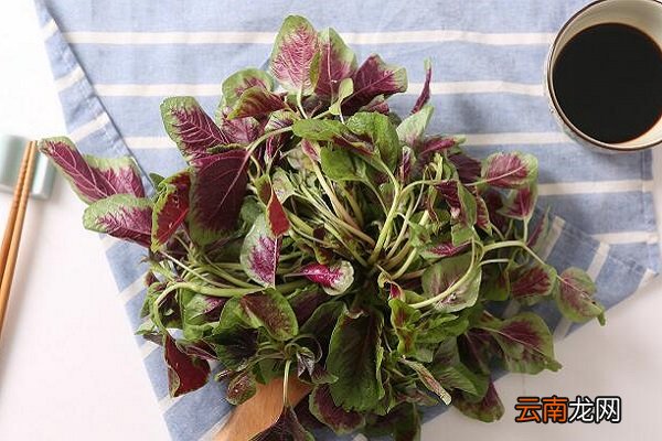 汉菜的功效与作用 汉菜的食用禁忌