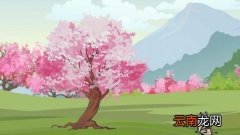 梅花开了怎么发朋友圈 梅花开了发朋友圈