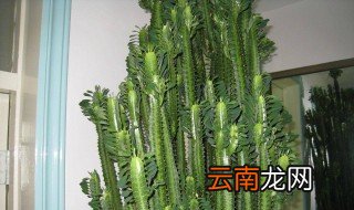 龙骨怎么修剪视频教程 龙骨怎么修剪