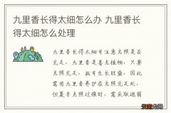 九里香长得太细怎么办 九里香长得太细怎么处理