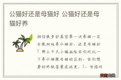 公猫好还是母猫好 公猫好还是母猫好养