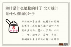 粽叶是什么植物的叶子 北方粽叶是什么植物的叶子