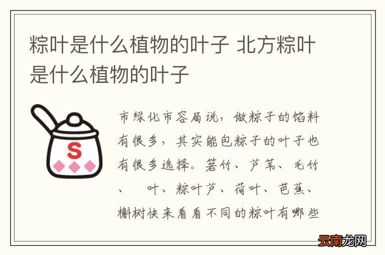 粽叶是什么植物的叶子 北方粽叶是什么植物的叶子