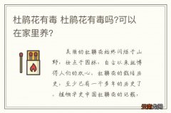 杜鹃花有毒 杜鹃花有毒吗?可以在家里养?