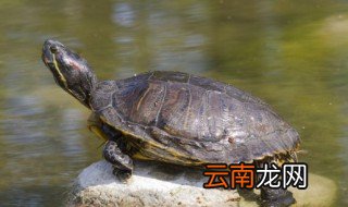 乌龟吃什么能饿多久 乌龟吃啥能饿多久