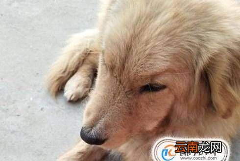 狗狗腿断了怎么接
