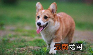 柯基怎么养胖 柯基介绍