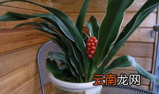万年青适合摆放客厅对门吗 万年青摆放在客厅直对大门好吗