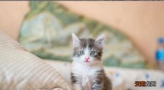 猫咪到新环境不上厕所怎么办